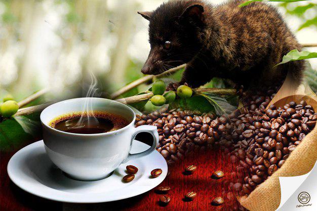 21+ Kopi luwak dari kotoran hewan ideas